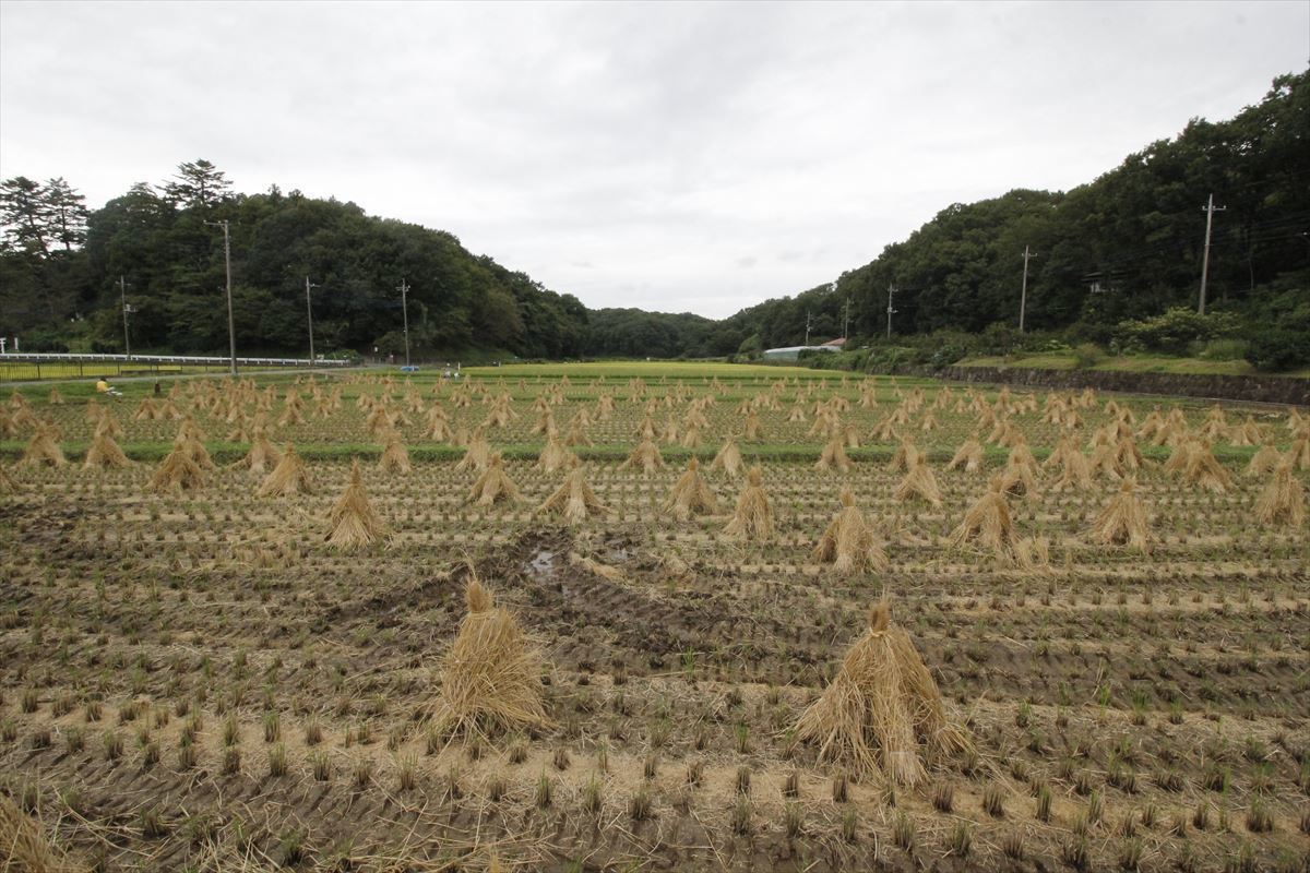 まさじの窓 340 収穫の秋 まさじの窓